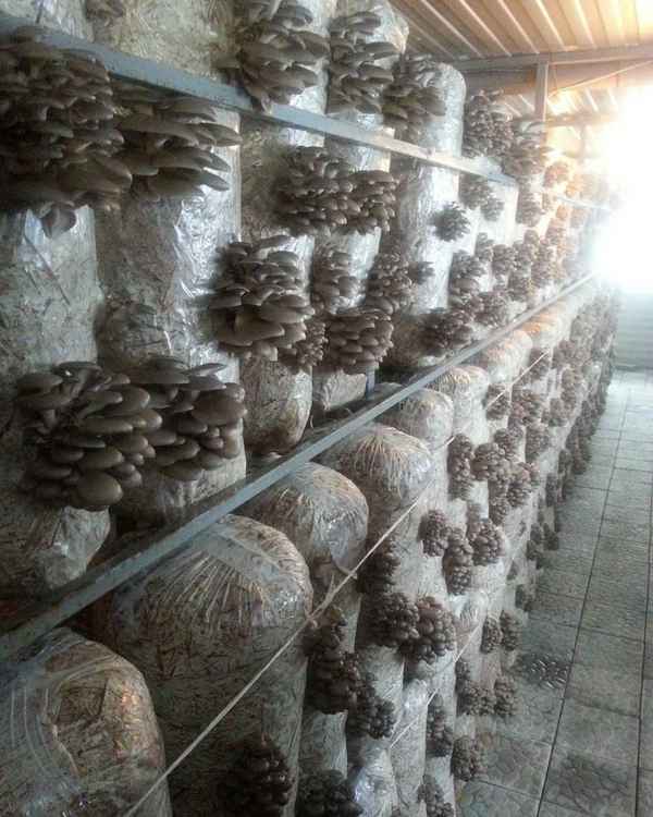 Выращивание грибов шиитаке. Способы и пошаговые инструкции