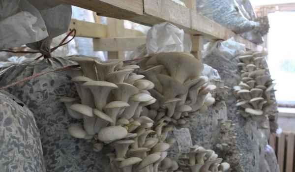 Способы выращивания грибов. В домашних условиях, на участке