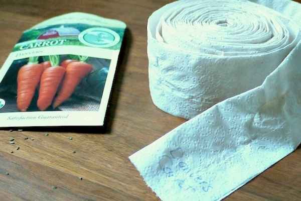Морковь на туалетной бумаге. Инструкция по посадке и подготовке лент