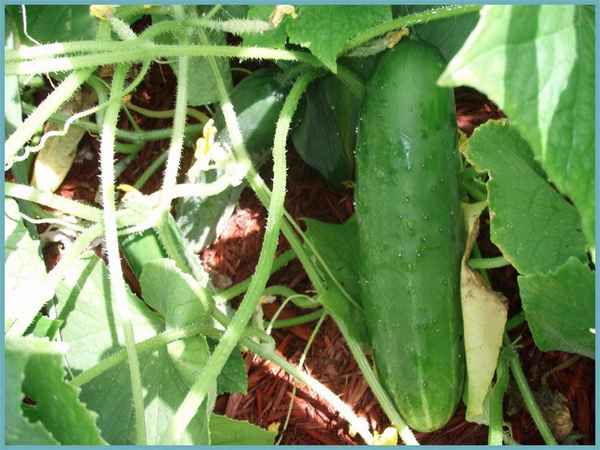 Почему вырастают горькие огурцы? Как избежать горечи при выращивании в открытом грунте и в теплице