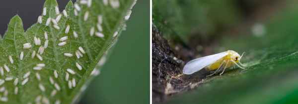 Тепличная белокрылка: как распознать появление вредителя на растениях и уничтожить его в кратчайшие сроки
