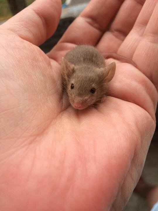 Рейтинг самых маленьких мышек