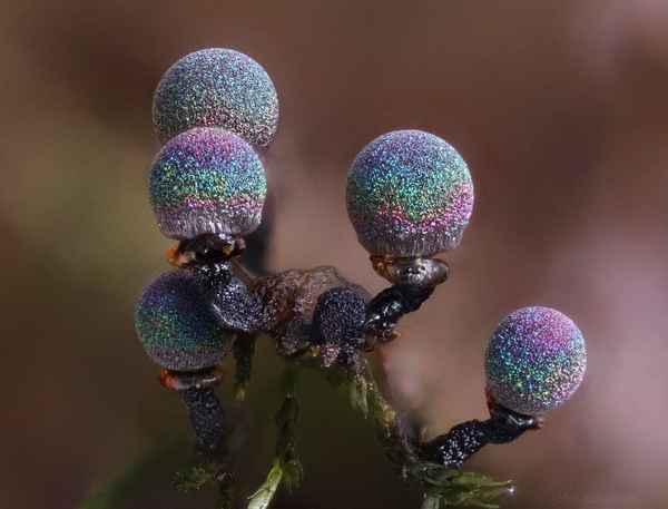 Самые необычные и интересные споры