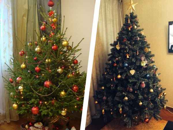 Как выбрать ёлку на новый год, искусственная или живая?