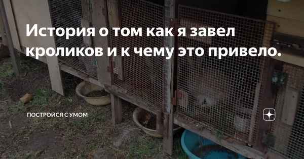 Вы принесли кролика домой, что делать?