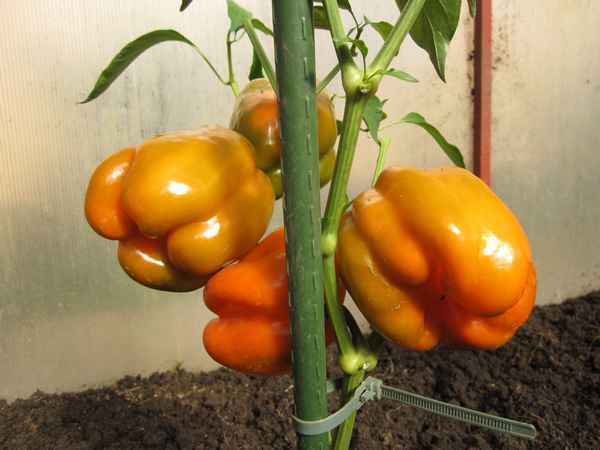 перец оранжевое чудо: хаpaктеристика и описание сорта, особенности выращивания в теплице + фото