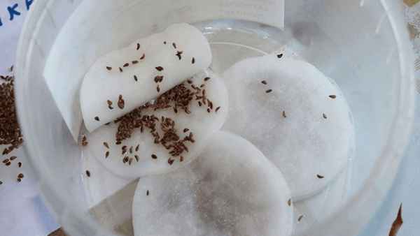 Как правильно замачивать петрушку перед посадкой