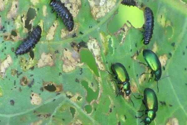 чем обработать щавель от дырок и зеленых жучков