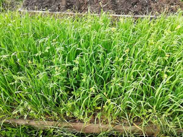 Как правильно сажать ячмень как сидерат