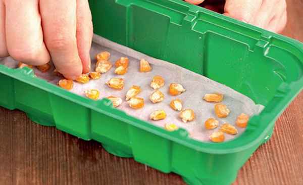 как правильно замочить кукурузу перед посадкой