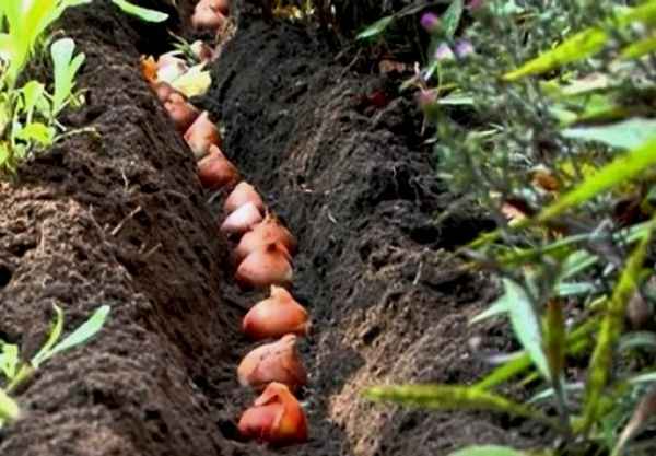 почему не цветут тюльпаны, одни листья, что делать