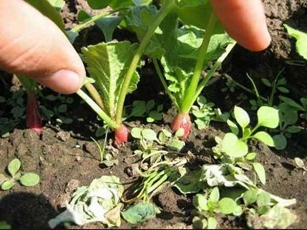 чем подкармливать редиску для быстрого роста после всходов