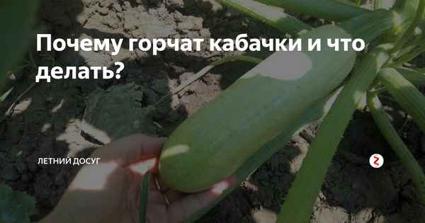 почему растут горькие кабачки и что с ними делать (можно ли их есть)