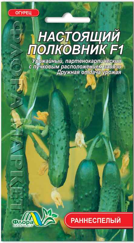 огурцы настоящий полковник: отзывы огородников, фото, урожайность сорта