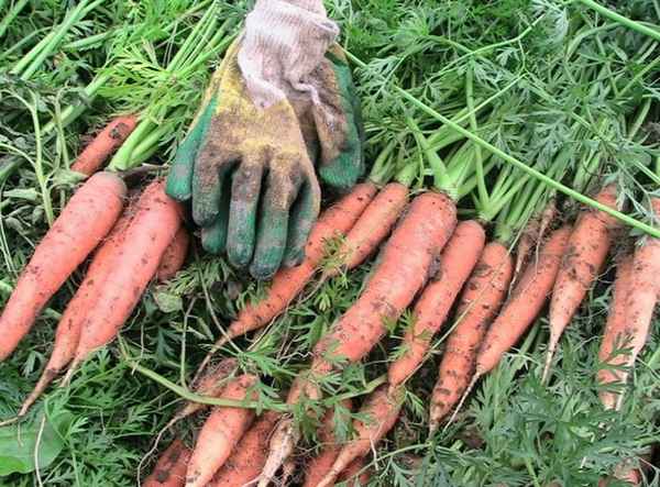 морковь витаминная 6: выращивание на даче, описание сорта + фото