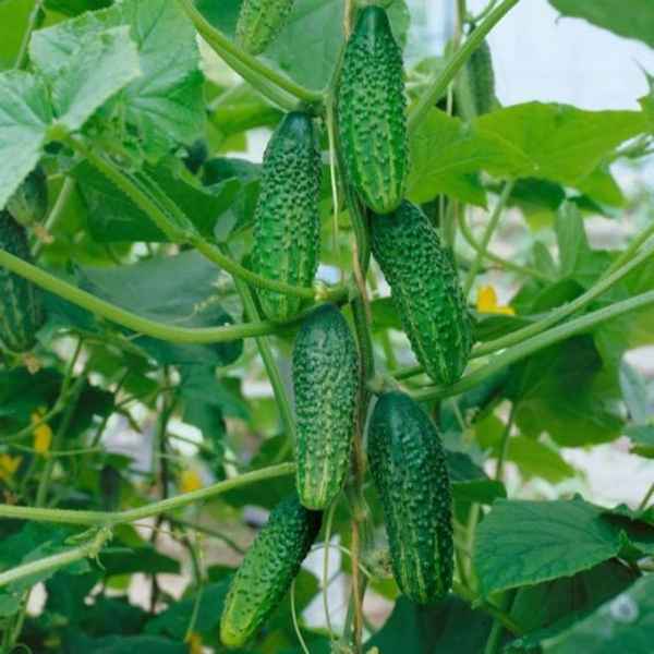 огурец отелло f1: отзывы, описание и хаpaктеристика сорта, фото