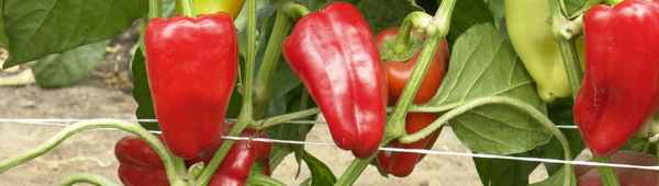 перец джипси f1: описание и хаpaктеристика сорта, отзывы, фото, урожайность