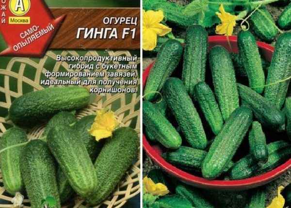 огурец гинга f1: отзывы, описание и хаpaктеристика сорта + фото