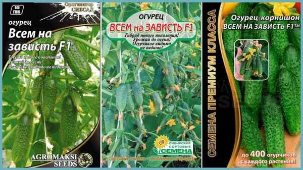 огурец всем на зависть f1: отзывы огородников, фото, урожайность сорта