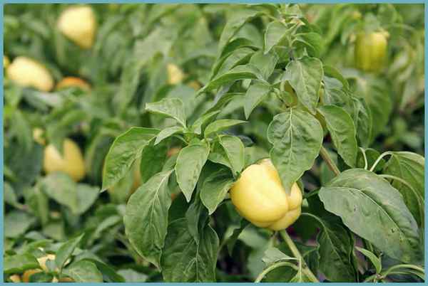 сладкий перец кубик желтый: выращивание, урожайность сорта, описание и отзывы садоводов + фото