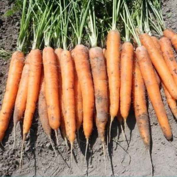 морковь сластена: отзывы и описание сорта, фото, урожайность