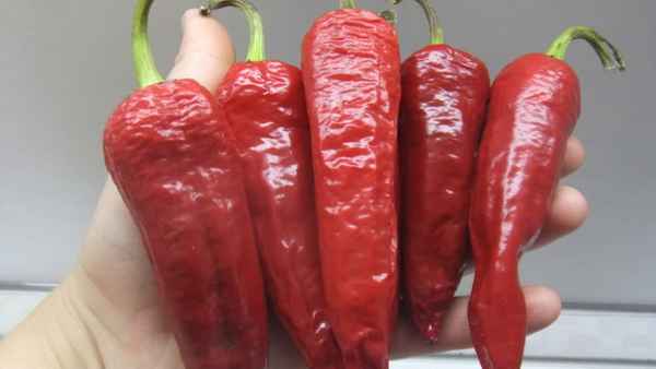 перец цицак: описание и хаpaктеристика сорта + отзывы и фото