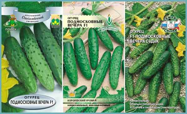 огурец подмосковные вечера f1: отзывы, описание сорта и хаpaктеристика, фото