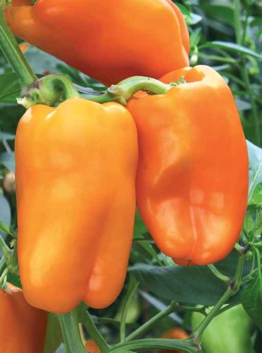 перец сладкий оранжевый лев f1: отзывы и описание сорта, фото куста, урожайность