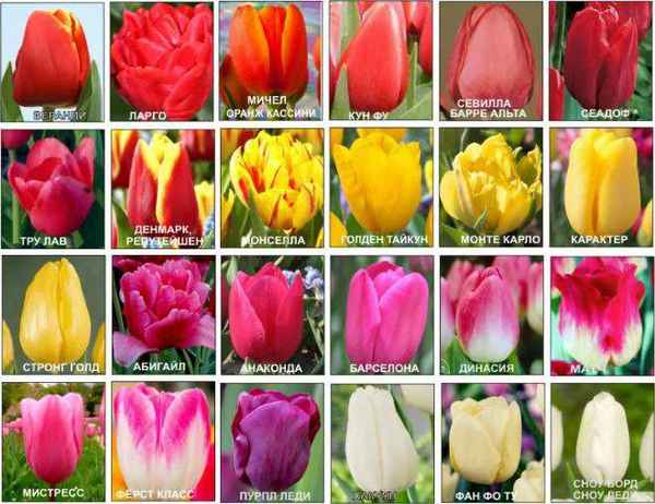 тюльпаны: сорта с фото, названиями и описанием