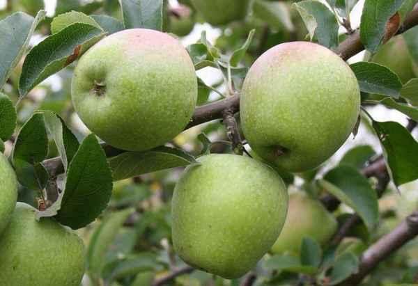 сорта зимних яблонь: фото с названием и описанием