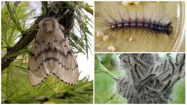 непарный шелкопряд: меры борьбы с ним + фото