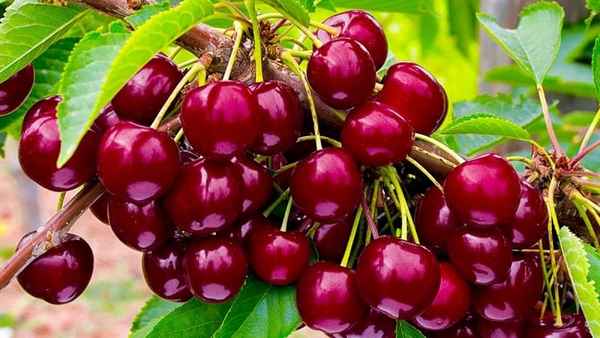 черешня ревна: описание сорта, высота дерева, опылители, фото, отзывы дачников и садоводов
