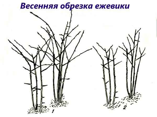 ежевика: обрезка весной и осенью для начинающих (схема + видео)