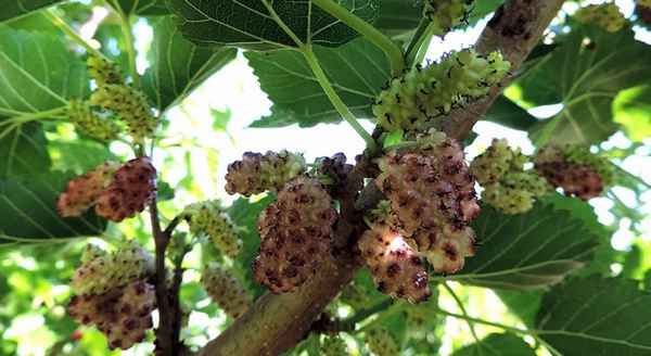 шелковица черная баронесса: описание сорта, нужен ли опылитель и как сформировать низкое дерево