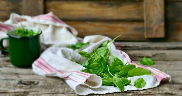 как сохранить щавель свежим в холодильнике неделю и дольше