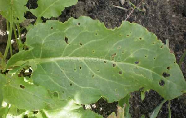 болезни и вредители щавеля и борьба с ними + фото