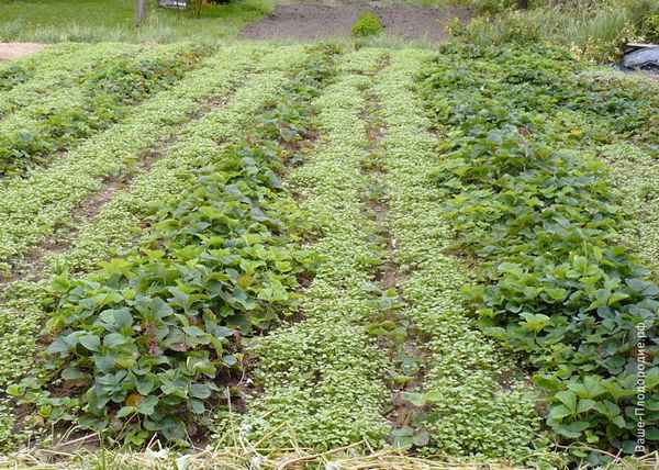 сидераты для клубники в междурядьях (осенью и весной): фото + видео