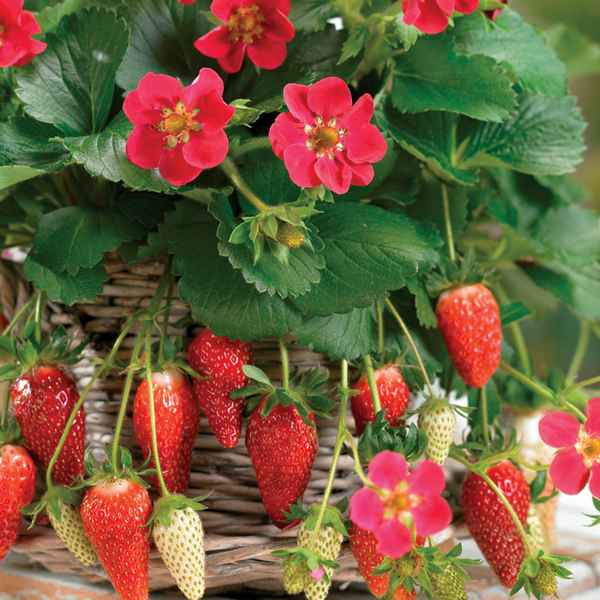 клубника тристан: описание сорта, фото, отзывы