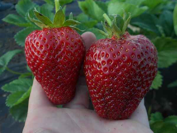 клубника альба: отзывы, описание сорта, фото садоводов