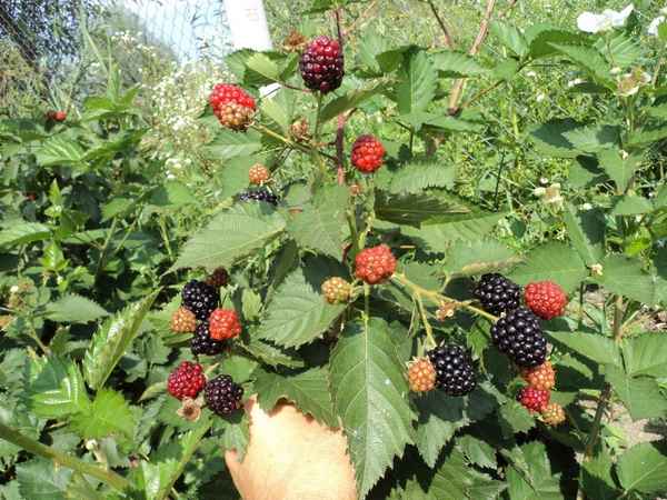 ремонтантные сорта ежевики для подмосковья с фото и описанием