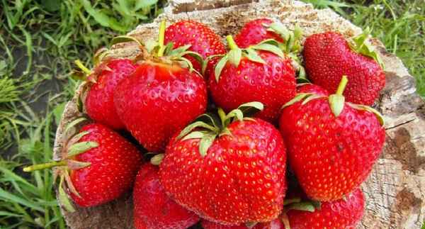 клубника кардинал: описание сорта, фото, отзывы