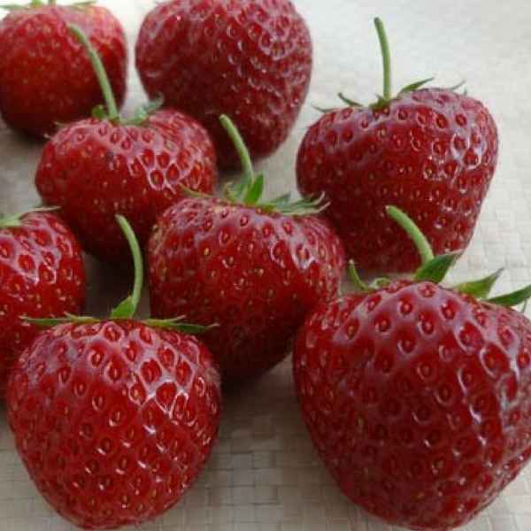 клубника зенга зенгана: описание сорта, фото, отзывы + видео