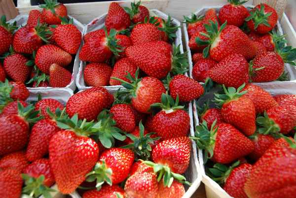 садовая земляника флер: описание сорта, фото, отзывы о клубнике