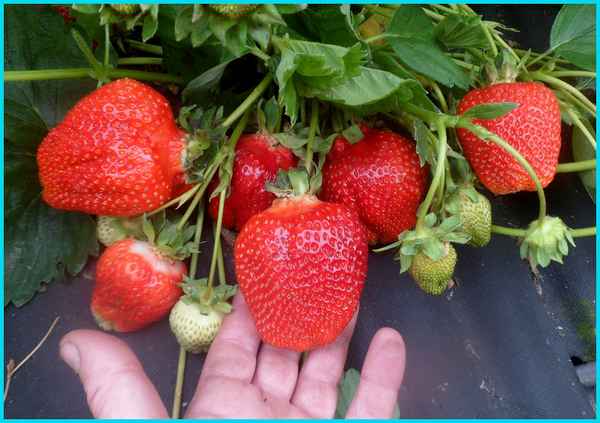 сорт клубники азия: фото и описание, отзывы садоводов