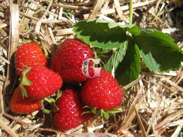 клубника маршал: описание сорта, фото, отзывы