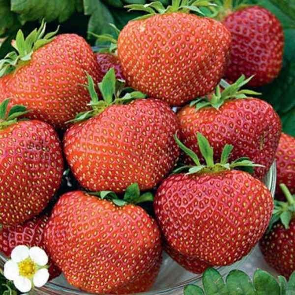 клубника полка: описание сорта, фото, отзывы садоводов