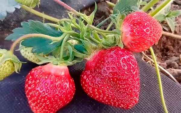 клубника хоней: описание сорта, фото, отзывы огородников + видео