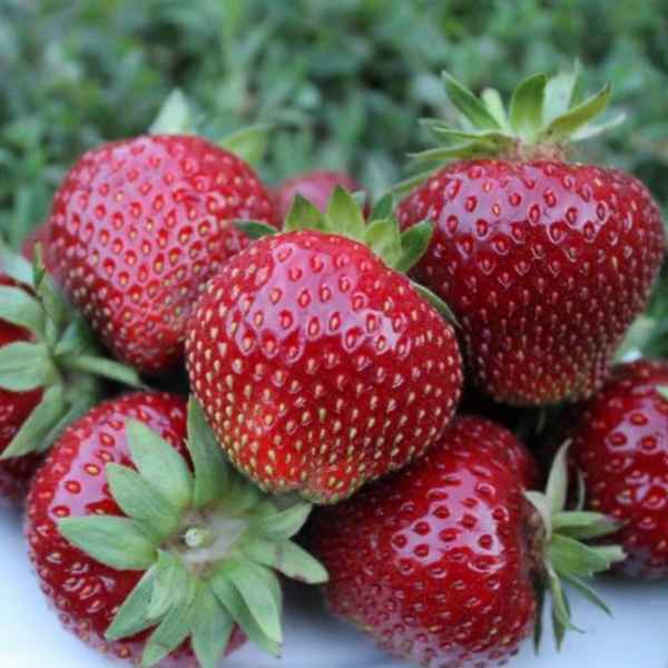 клубника мальвина: описание сорта, фото, отзывы + видео