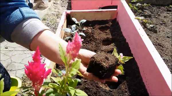 целозия: посадка и уход в открытом грунте, выращивание из семян (когда сажать рассаду), фото цветов