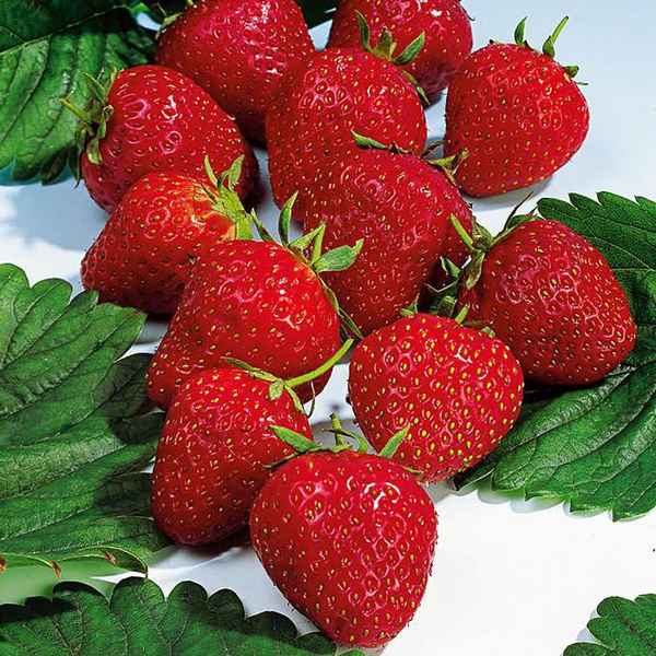 клубника эльвира: описание сорта, отзывы, фото